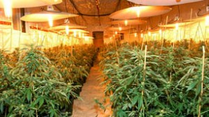 Marijuana Grow Operation BC